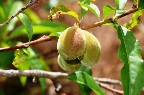 Benefits of Almond Oil