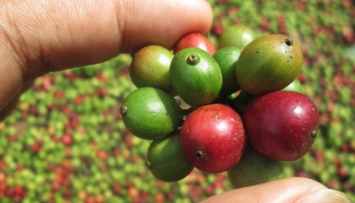Green Coffee Beans
