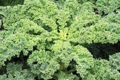 Health benefits of kale