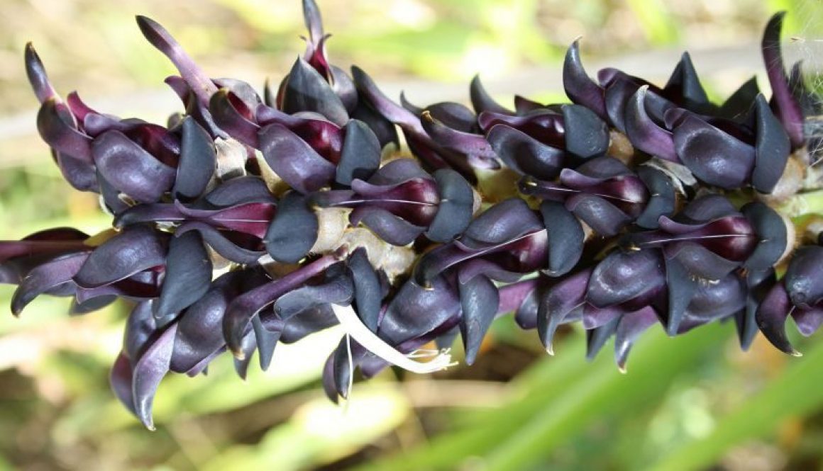 Mucuna Pruriens benefits and side effects