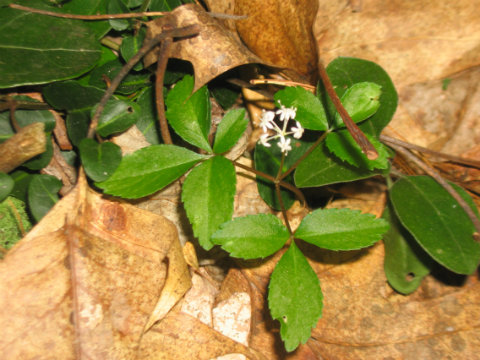 natural weight loss stimulants