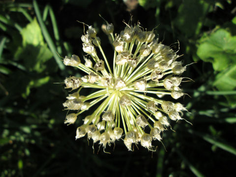 Onion health benefits