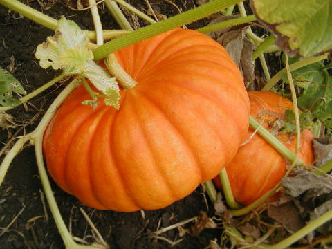 Pumpkin health benefits