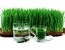 Wheatgrass Benefits, How to Grow and Make Juice