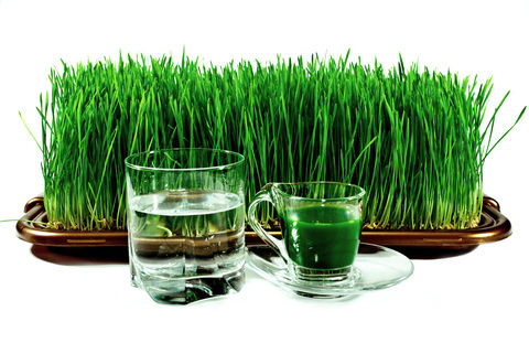 wheatgrass-benefits