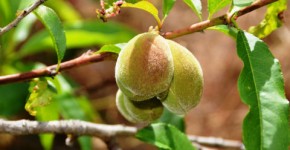 Benefits of Almond Oil