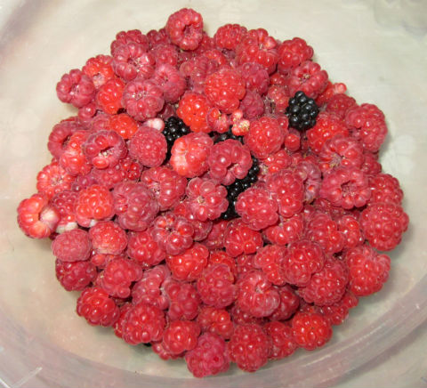 Health Benefits of Raspberries