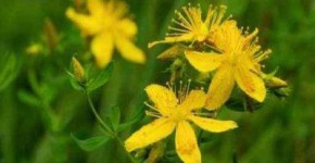 health benefits of st. john’s wort