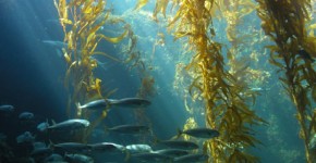 Kelp iodine benefits