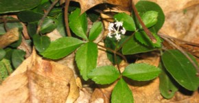 natural weight loss stimulants