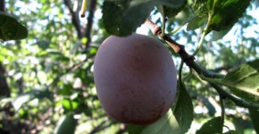 Plum Benefits