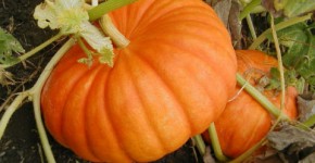 Pumpkin health benefits