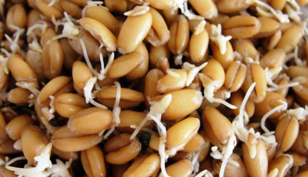 Wheatgrass juice benefits