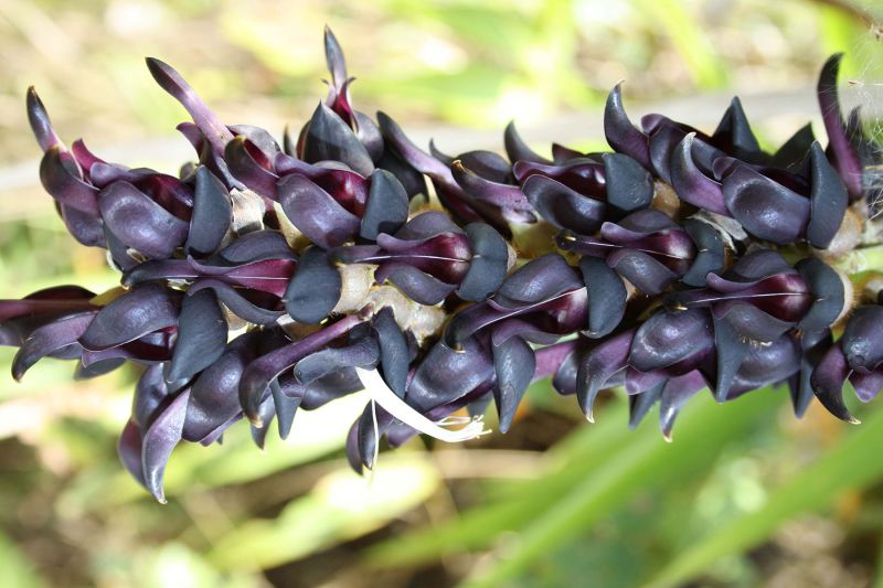 Mucuna Pruriens benefits and side effects