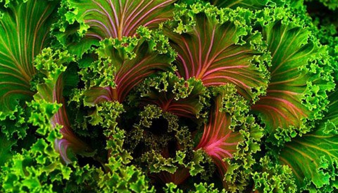 3 Facts about Kale