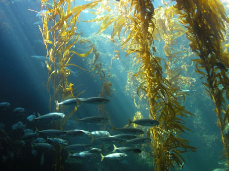 Kelp iodine benefits