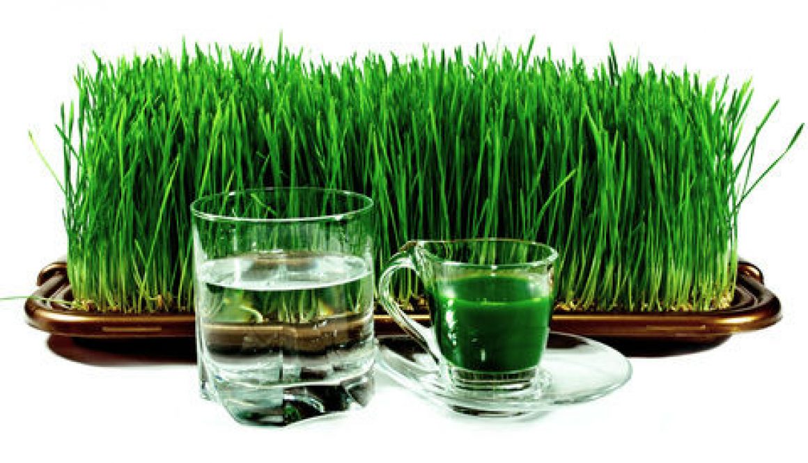 Wheatgrass Benefits, How to Grow and Make Juice
